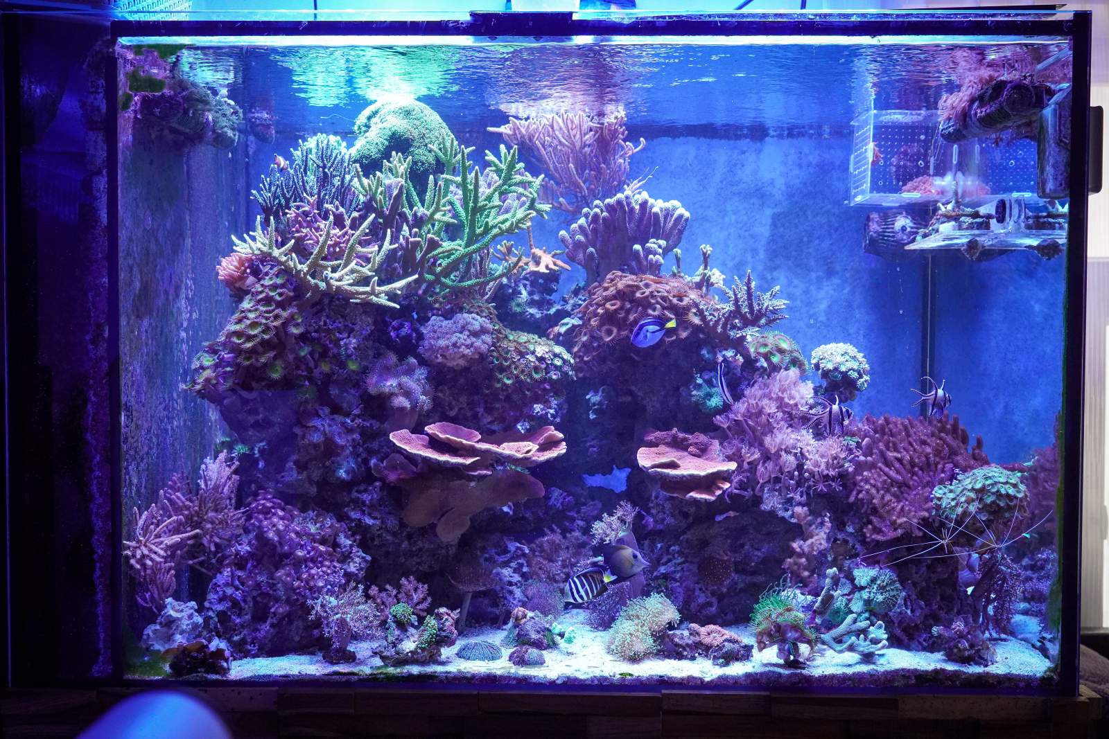 <strong>OCEAN Life</strong>